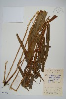 全緣鳳尾蕨藏品圖，第1張