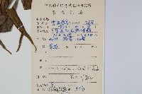 全緣鳳尾蕨藏品圖，第2張