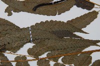 江南短腸蕨藏品圖，第3張