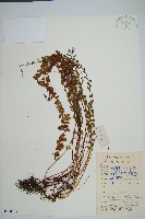 網脈鱗始蕨藏品圖，第1張