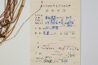 網脈鱗始蕨藏品圖，第2張