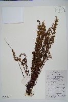 細葉碎米蕨藏品圖，第1張