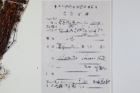 細葉碎米蕨藏品圖，第2張