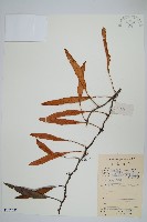 石葦藏品圖，第1張