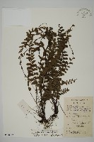 馬來鐵線蕨藏品圖，第1張