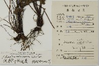 馬來鐵線蕨藏品圖，第2張