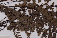 馬來鐵線蕨藏品圖，第3張