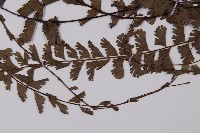 馬來鐵線蕨藏品圖，第5張