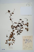 抱樹蕨、伏石蕨藏品圖，第1張