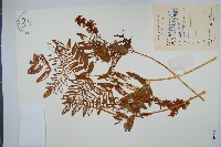 紫萁藏品圖，第1張