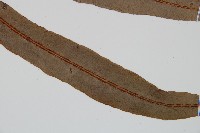 崇澍蕨藏品圖，第3張