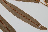 崇澍蕨藏品圖，第4張