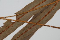 崇澍蕨藏品圖，第5張