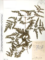 海金沙藏品圖，第1張