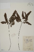 扇葉鐵線蕨藏品圖，第1張