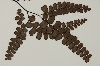 扇葉鐵線蕨藏品圖，第3張