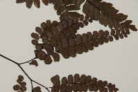 扇葉鐵線蕨藏品圖，第4張