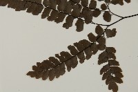 扇葉鐵線蕨藏品圖，第5張