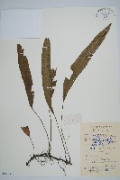 單葉雙蓋蕨藏品圖，第1張