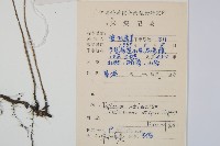 單葉雙蓋蕨藏品圖，第2張