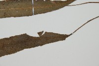 單葉雙蓋蕨藏品圖，第3張