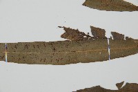 單葉雙蓋蕨藏品圖，第4張