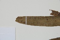 單葉雙蓋蕨藏品圖，第5張