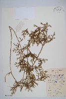 過山龍藏品圖，第1張