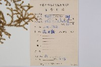 過山龍藏品圖，第2張