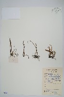 廬山瓦葦藏品圖，第1張