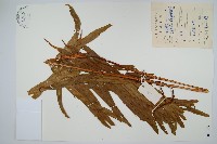 華南紫萁藏品圖，第1張