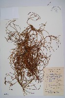 木賊葉石松藏品圖，第1張