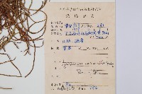 木賊葉石松藏品圖，第2張