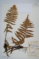 史氏鱗毛蕨藏品圖，第1張