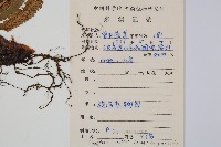 史氏鱗毛蕨藏品圖，第2張