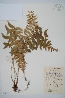 鐮羽貫眾藏品圖，第1張