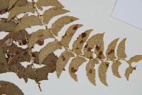 鐮羽貫眾藏品圖，第3張