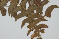 鐮羽貫眾藏品圖，第5張