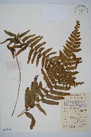 邊緣鱗蓋蕨藏品圖，第1張