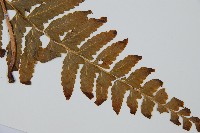 邊緣鱗蓋蕨藏品圖，第3張