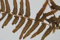 邊緣鱗蓋蕨藏品圖，第4張