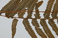 邊緣鱗蓋蕨藏品圖，第5張