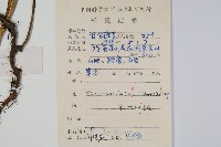 大星蕨藏品圖，第2張