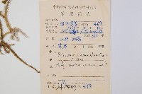 燈龍草藏品圖，第2張