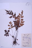 石生鐵角蕨藏品圖，第1張