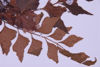 石生鐵角蕨藏品圖，第3張