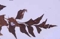 石生鐵角蕨藏品圖，第4張