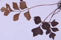 石生鐵角蕨藏品圖，第5張