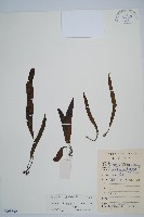 單葉雙蓋蕨藏品圖，第1張