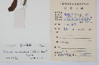 單葉雙蓋蕨藏品圖，第2張